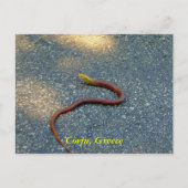 Carte Postale Corfou, Grèce (Devant)