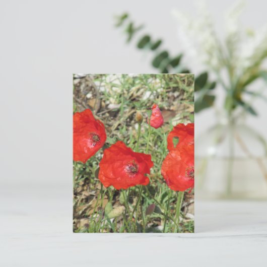Carte Postale Corfou Red Poppies (Debout devant)