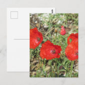 Carte Postale Corfou Red Poppies (Devant / Derrière)