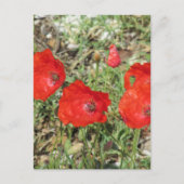 Carte Postale Corfou Red Poppies (Devant)