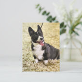 Carte Postale Corgi (Debout devant)