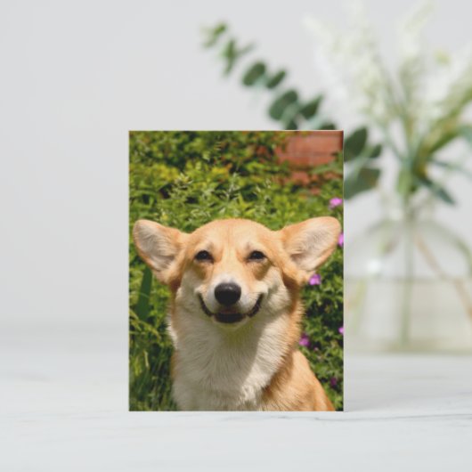 Carte postale Corgi (Debout devant)