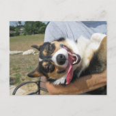 Carte Postale Corgi Chien mignon et souriant (Devant)