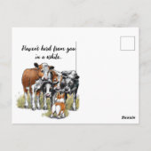 Carte Postale Corgi et vaches (Dos)