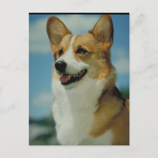 Carte Postale Corgi gallois (Devant)
