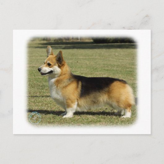 Carte Postale Corgi gallois (Pembroke) (Devant)