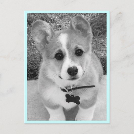 Carte Postale Corgi Puppy (Devant)