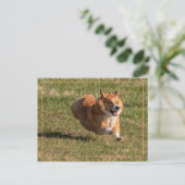 Carte Postale Corgi volant (Debout devant)