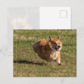 Carte Postale Corgi volant (Devant / Derrière)