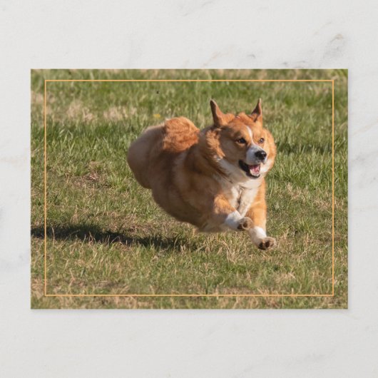Carte Postale Corgi volant (Devant)