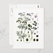 Carte Postale Coriander (Devant / Derrière)