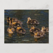 Carte Postale Corks flottants : Mallard Mallard Ducklings (Devant)