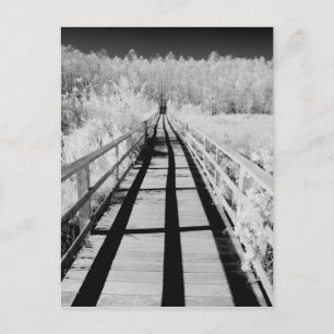 Carte Postale Corkscrew Swamp Sanctuary boardwalk, Florida,