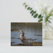 Carte Postale Cormoran à double crête (Debout devant)