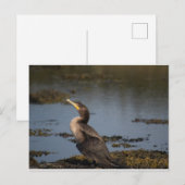 Carte Postale Cormoran à double crête (Devant / Derrière)