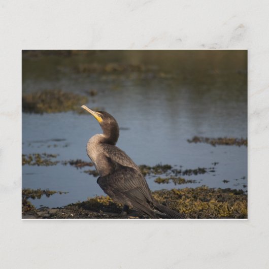 Carte Postale Cormoran à double crête (Devant)