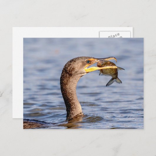 Carte Postale Cormoran avec un poisson (Devant / Derrière)