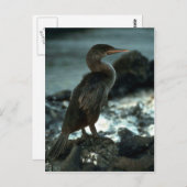 Carte Postale Cormoran sans vol (Devant / Derrière)