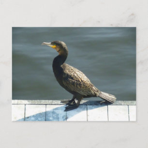 Carte Postale Cormorant