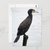 Carte Postale Cormorant (Devant / Derrière)