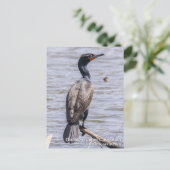 Carte Postale Cormorant à aigrettes (Debout devant)