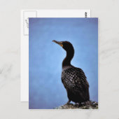 Carte Postale Cormorant à aigrettes (Devant / Derrière)