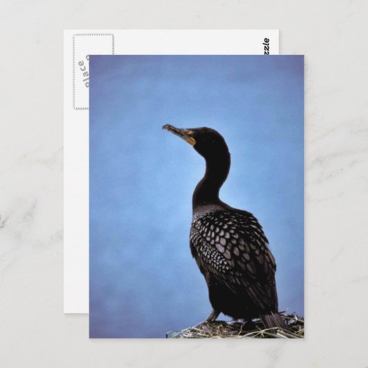 Carte Postale Cormorant à aigrettes (Devant / Derrière)