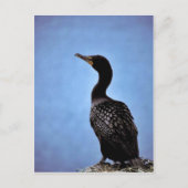 Carte Postale Cormorant à aigrettes (Devant)
