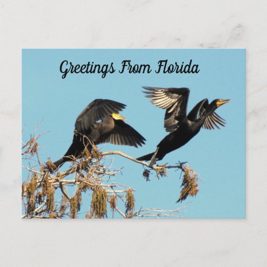 Carte Postale Cormorant à deux pieds - Salutations (Devant)