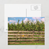 Carte Postale Corn (Devant / Derrière)