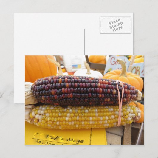 Carte Postale Corn indien (Devant / Derrière)