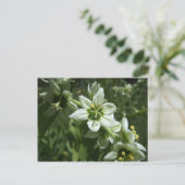 Carte Postale Corn Lily (Debout devant)