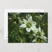 Carte Postale Corn Lily (Devant / Derrière)