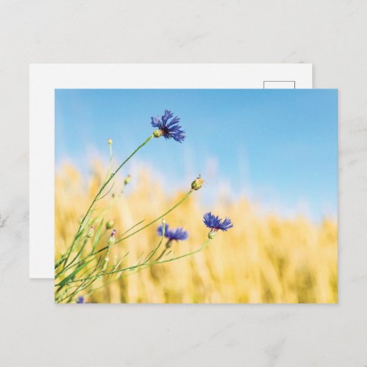 Carte Postale Corne (Devant / Derrière)