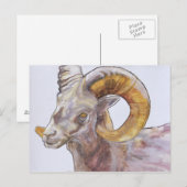 Carte Postale Corne longue américaine 2004 (Devant / Derrière)