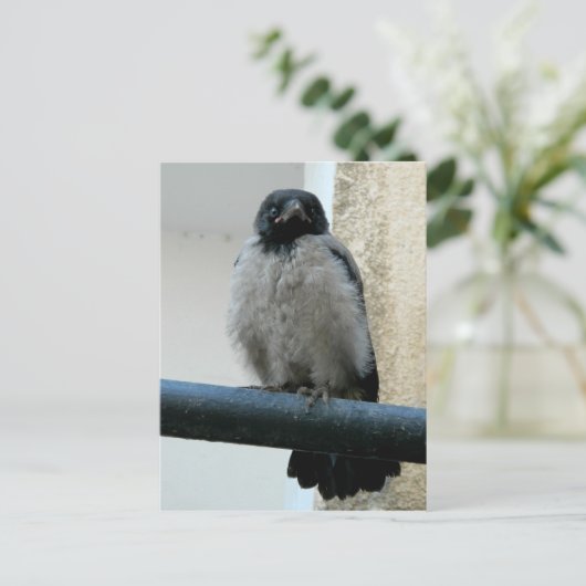 Carte Postale Corneille de bébé (Debout devant)