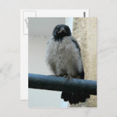 Carte Postale Corneille de bébé (Devant / Derrière)