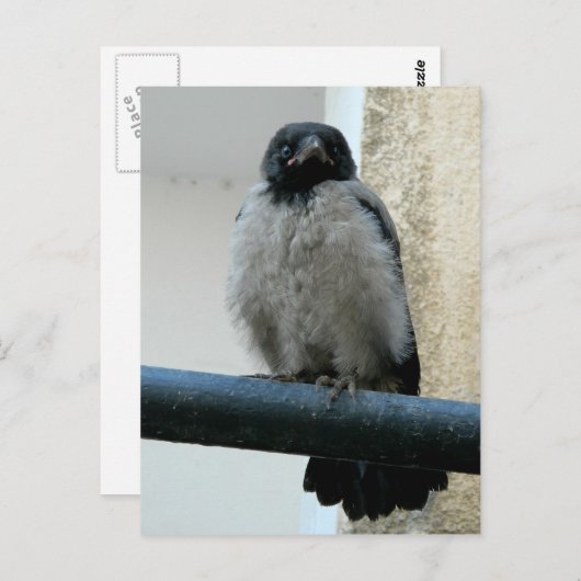 Carte Postale Corneille de bébé (Devant / Derrière)