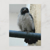 Carte Postale Corneille de bébé (Devant)