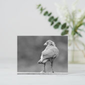 Carte Postale Corneille noire (Debout devant)