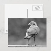 Carte Postale Corneille noire (Devant / Derrière)