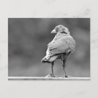 Carte Postale Corneille noire