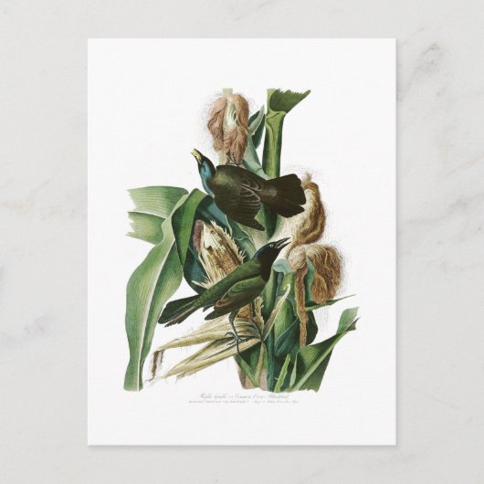 Carte Postale Corneille pourpre John Audubon Oiseaux d'Amérique (Devant)