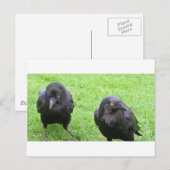 Carte Postale Corneilles épineuses (Devant / Derrière)