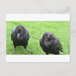 Carte Postale Corneilles épineuses