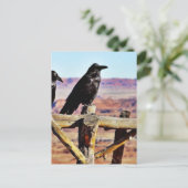 Carte Postale Corneilles Ravens Oiseaux Noirs (Debout devant)