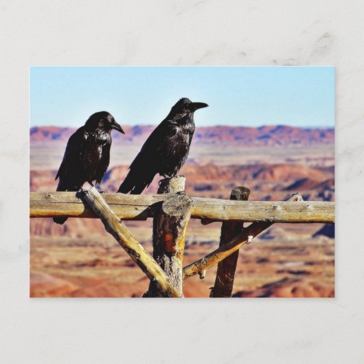 Carte Postale Corneilles Ravens Oiseaux Noirs (Devant)