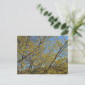 Carte Postale Cornelian Cherry (Debout devant)