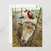 Carte Postale Cornelius et le mouton (Devant / Derrière)