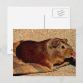 Carte Postale Corner Look Guinée Pig (Devant / Derrière)
